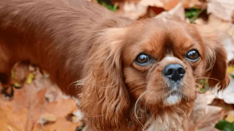 Cavalier King Charles Spaniel