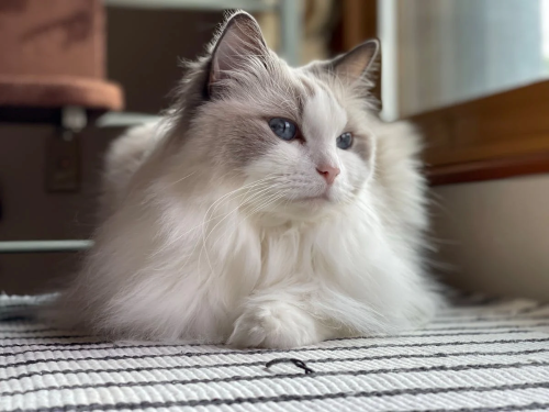 Ragdoll Cats