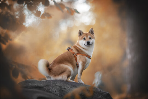 Shiba Inu