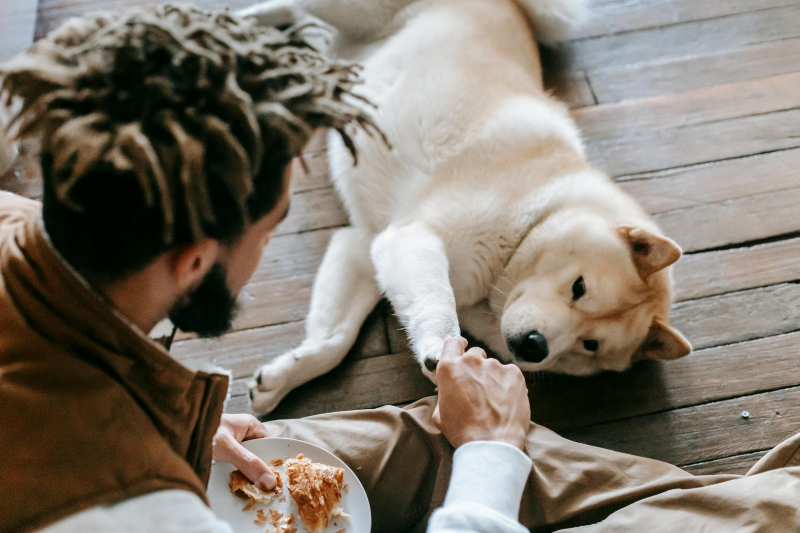 The Bond Between Pets and Their Breeders